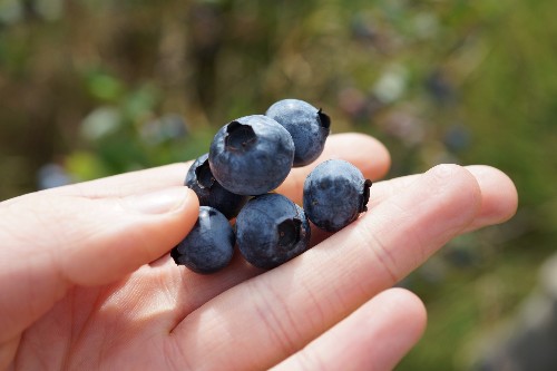 Blueberries